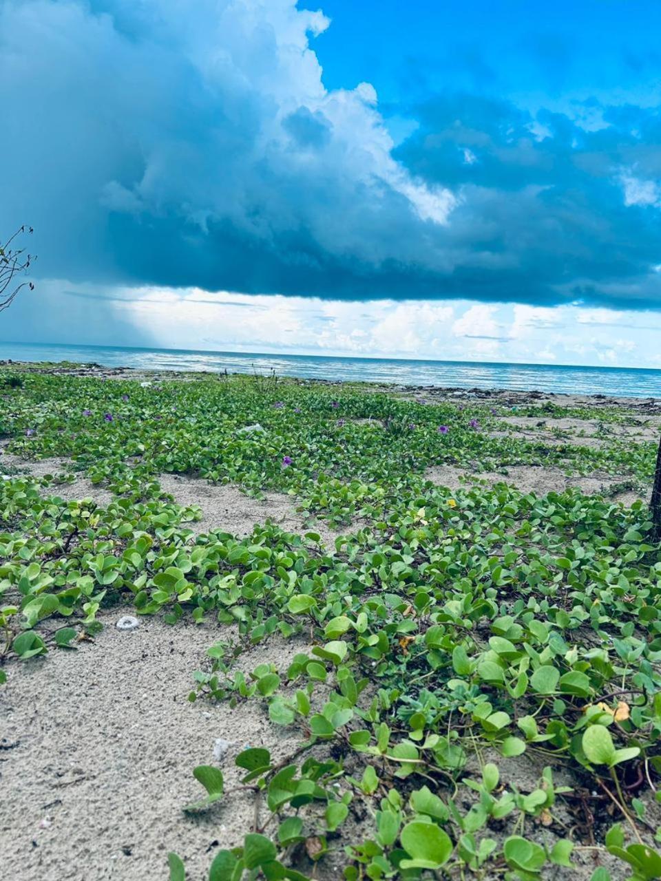 Delft Jeyam Resorts Delft East المظهر الخارجي الصورة